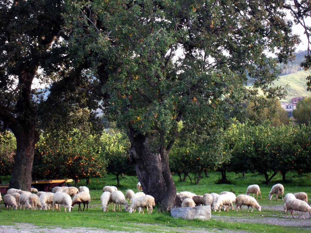 Barone Gr Macri Agriturismo Modi Gerace Eksteriør billede